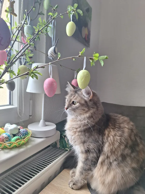 Zaginął kot, Rożnów, 4 kwietnia 2026 (1/2)