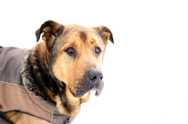 Oddam psa, Bartąg, 4 kwietnia 2026 (1/4)