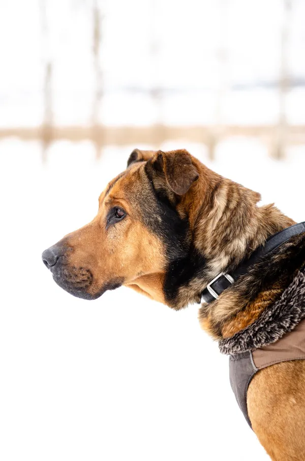 Oddam psa, Bartąg, 4 kwietnia 2026 (3/4)