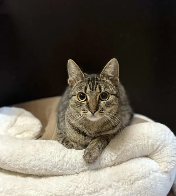 Kot do adopcji, Konin, 2 sierpnia 2025