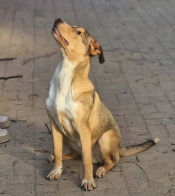 Pies do adopcji, Konin, 3 listopada 2025 (2/2)