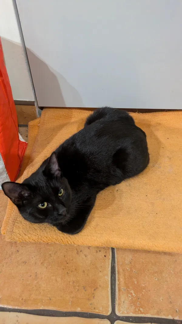 Zaginął kot, Łódź, 3 kwietnia 2026