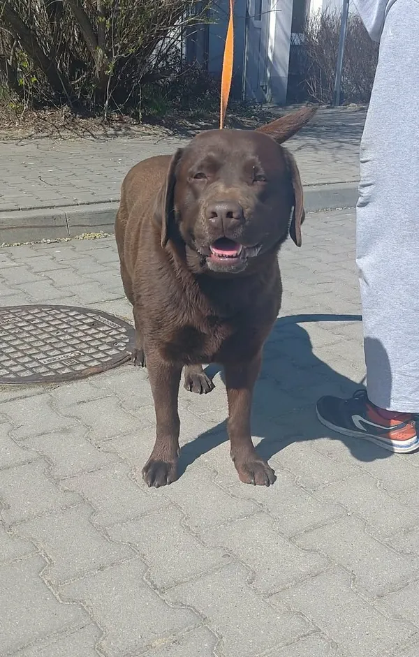 Znaleziono psa, Lublin, 4 kwietnia 2026