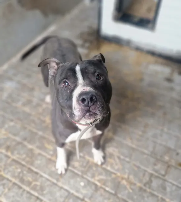 Pies do adopcji, Konin, 21 listopada 2025
