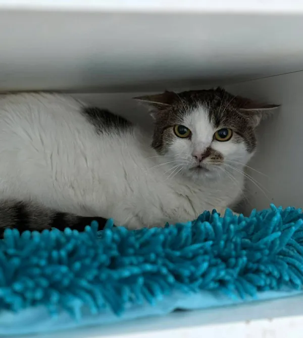 Kot do adopcji, Konin, 6 czerwca 2025 (1/2)