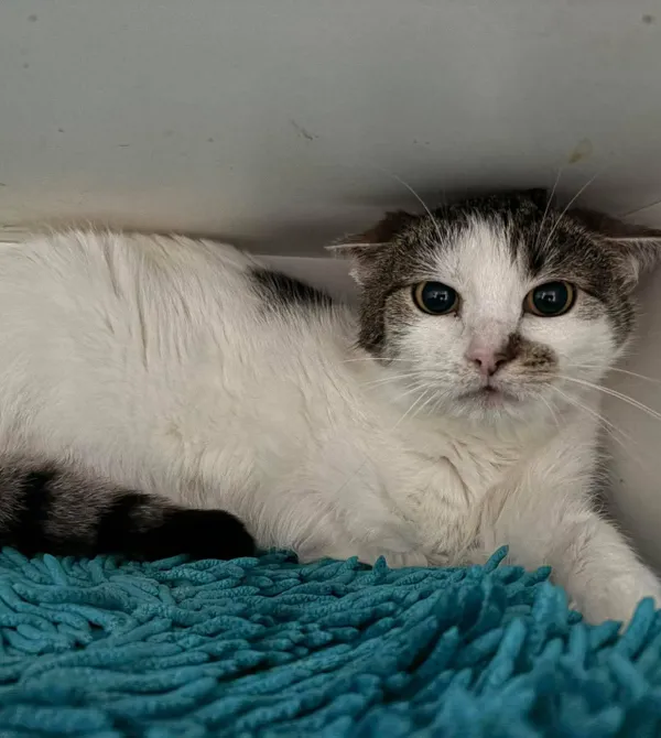 Kot do adopcji, Konin, 6 czerwca 2025 (2/2)