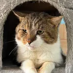 Kot do adopcji