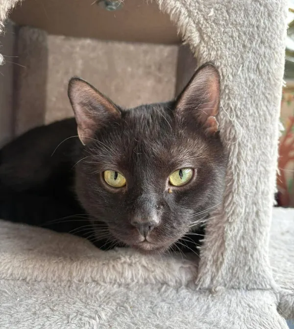 Kot do adopcji, Konin, 8 lutego 2026 (1/2)