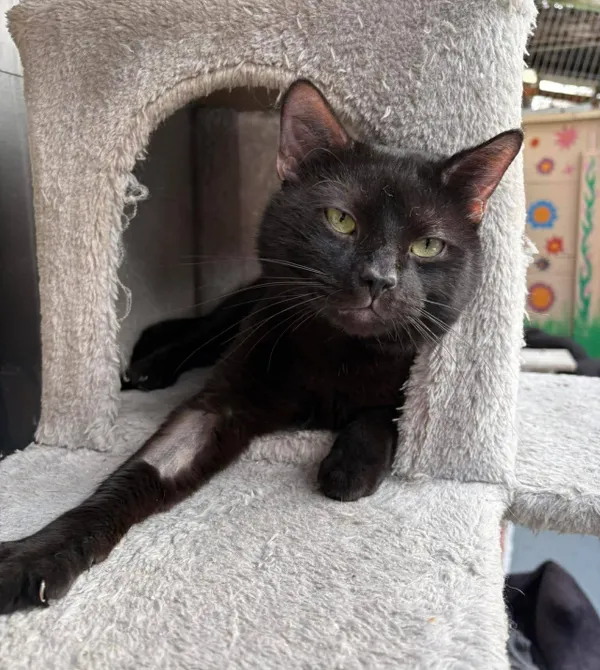 Kot do adopcji, Konin, 8 lutego 2026 (2/2)