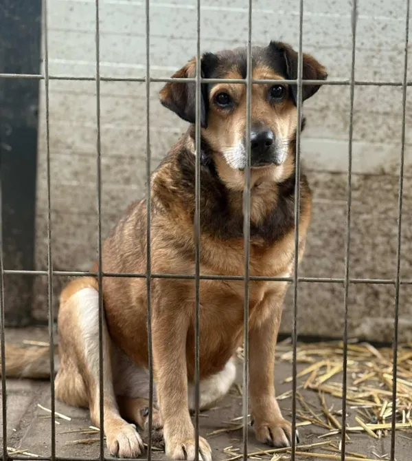 Pies do adopcji, Konin, 7 października 2025