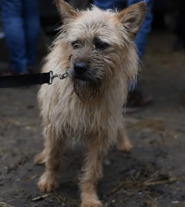 Pies do adopcji, Konin, 11 października 2025