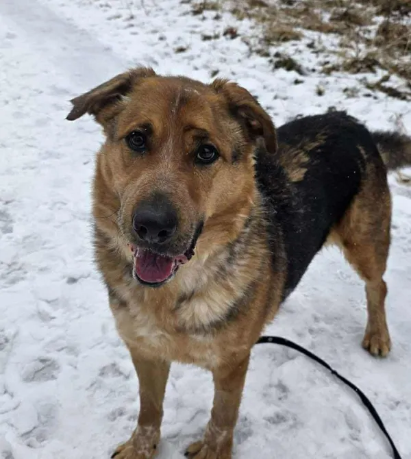 Pies do adopcji, Konin, 16 lipca 2025