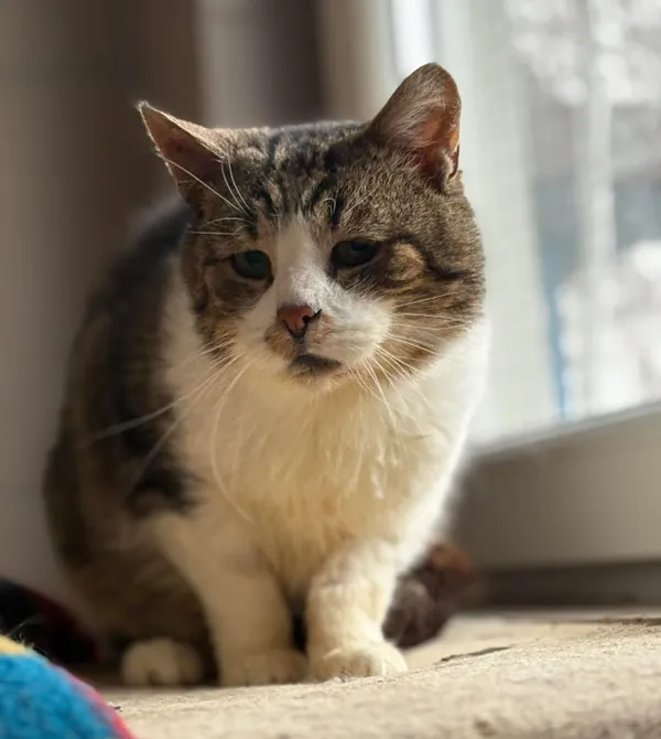 Kot do adopcji, Konin, 10 listopada 2025