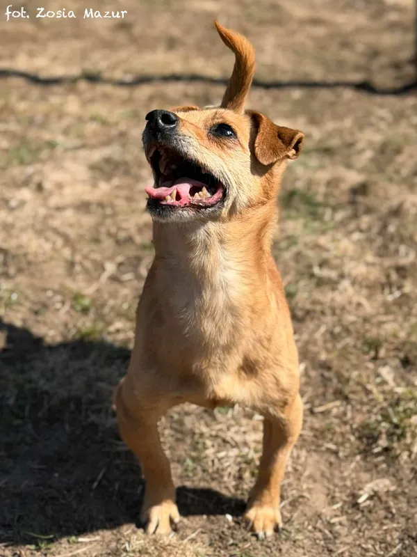 Pies do adopcji, Bydgoszcz, 4 kwietnia 2026 (1/5)