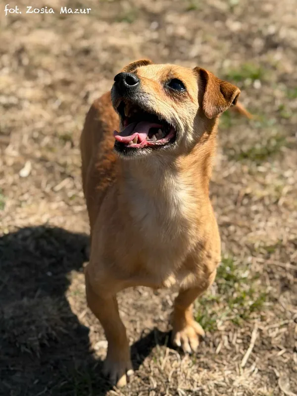Pies do adopcji, Bydgoszcz, 4 kwietnia 2026 (4/5)