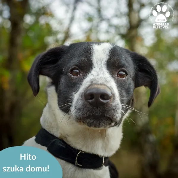Pies do adopcji, Dąbrówka, 4 kwietnia 2026 (1/3)