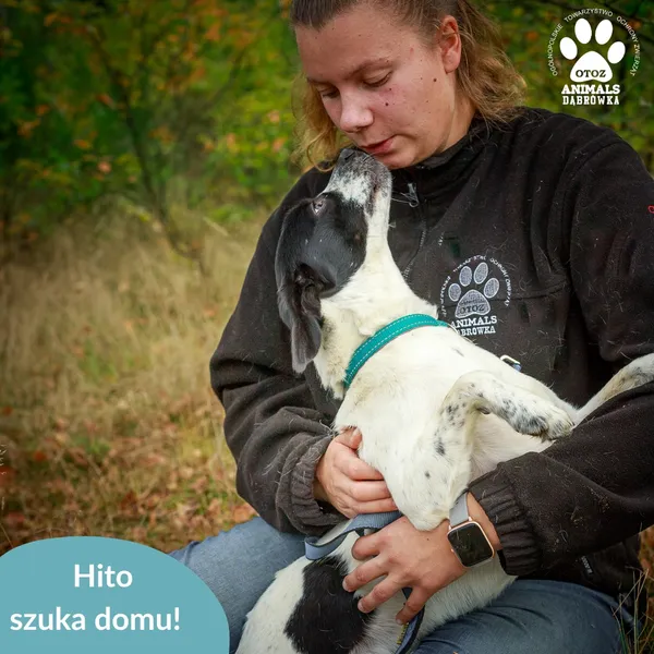 Pies do adopcji, Dąbrówka, 4 kwietnia 2026 (2/3)