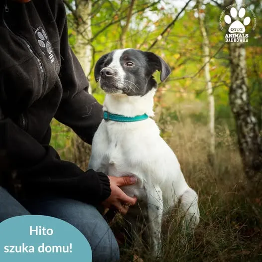 Pies do adopcji, Dąbrówka, 4 kwietnia 2026 (3/3)