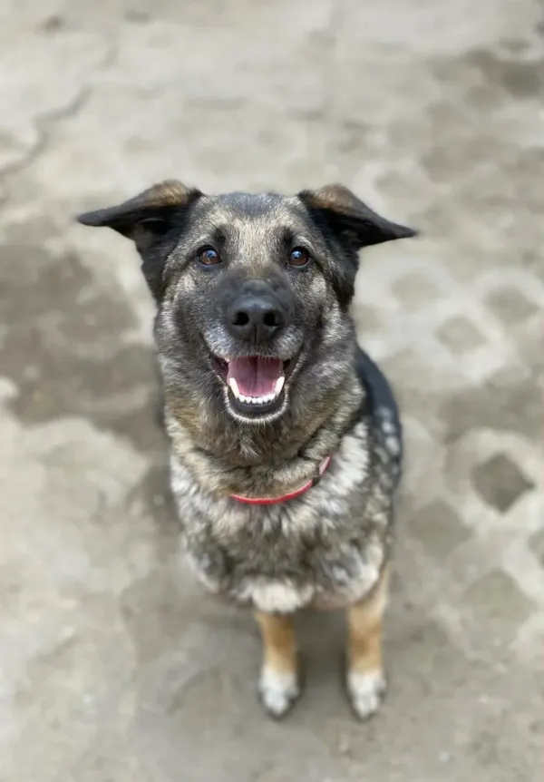 Pies do adopcji, Milanówek, 4 kwietnia 2026 (1/5)