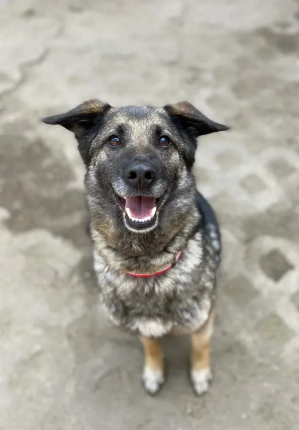 Pies do adopcji, Milanówek, 19 kwietnia 2026 (1/5)