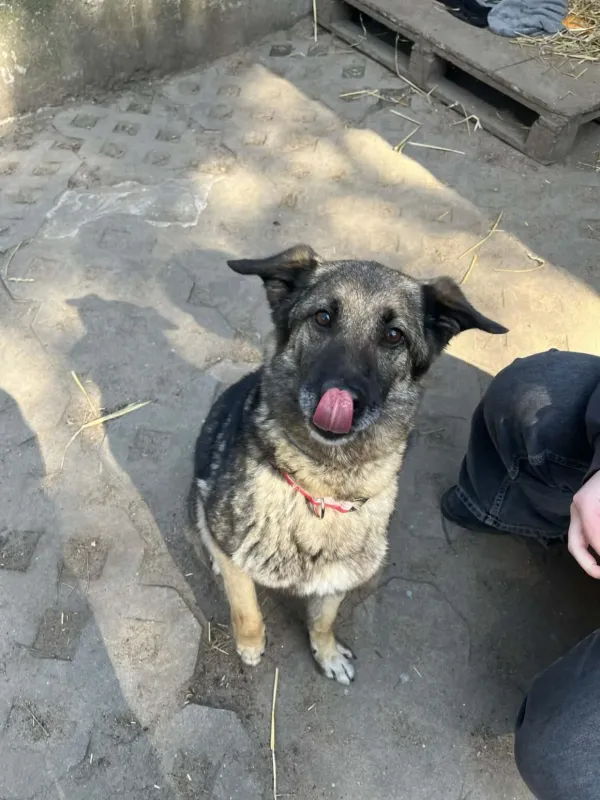 Pies do adopcji, Milanówek, 19 kwietnia 2026 (3/5)