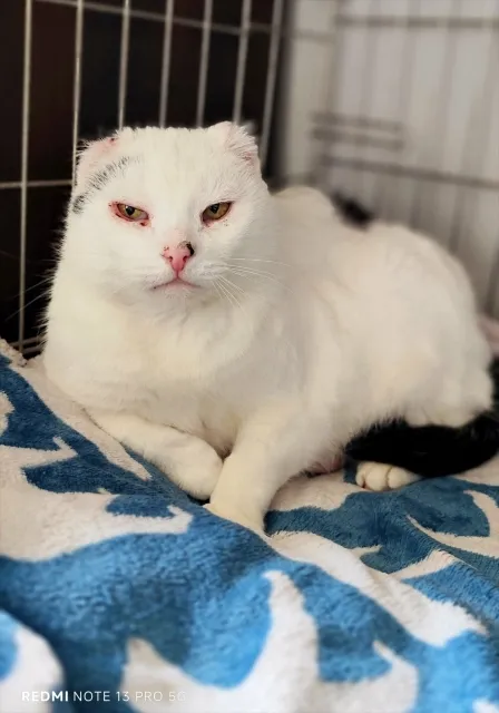 Kot do adopcji, Piła, 27 listopada 2025