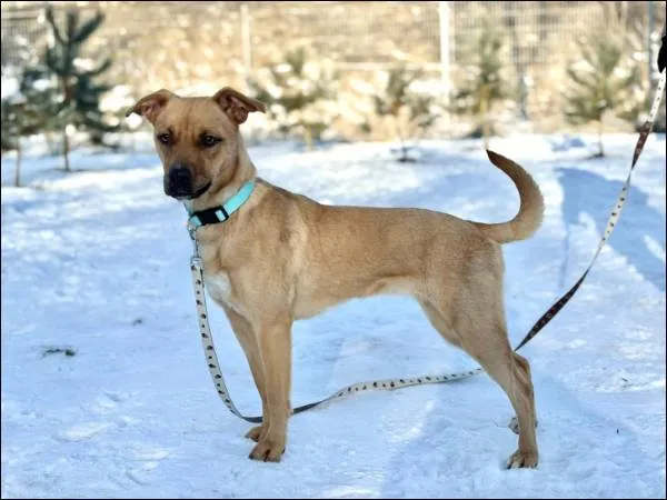 Znaleziono psa, Grudziądz, 14 grudnia 2025