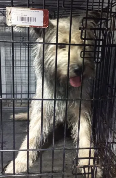 Znaleziono psa, Radom, 5 kwietnia 2026