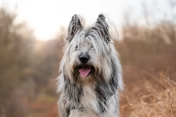 Pies do adopcji, Nowodwór, 6 kwietnia 2026 (1/5)