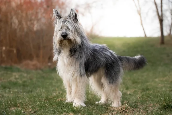 Pies do adopcji, Nowodwór, 6 kwietnia 2026 (2/5)