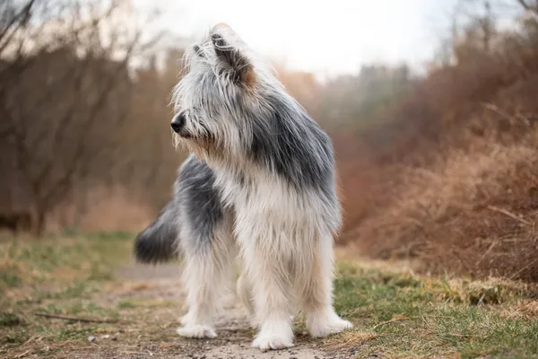 Pies do adopcji, Nowodwór, 6 kwietnia 2026 (5/5)