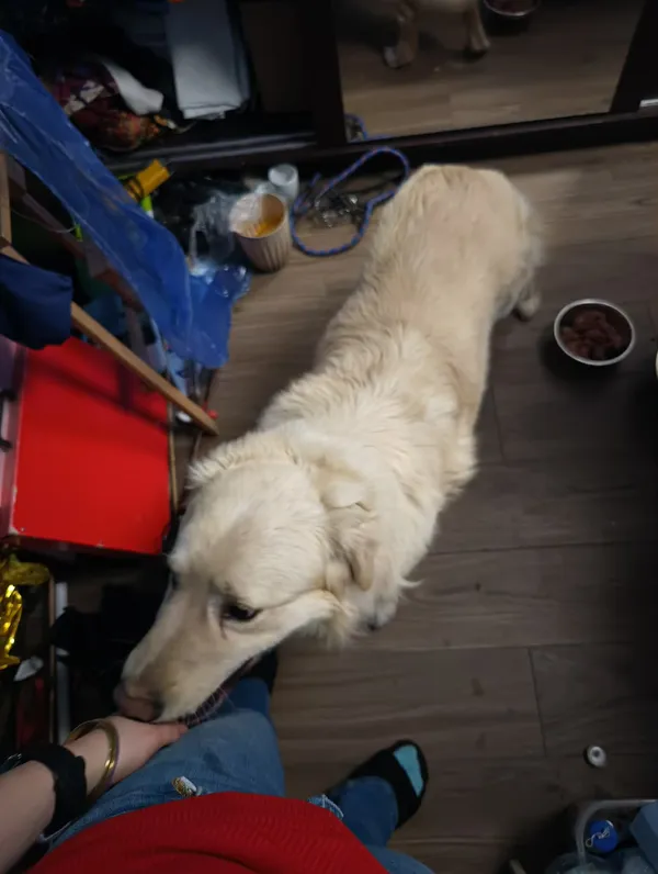 Znaleziono psa, Głowno, 6 kwietnia 2026 (1/3)