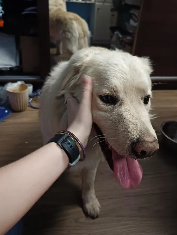 Znaleziono psa, Głowno, 6 kwietnia 2026 (2/3)