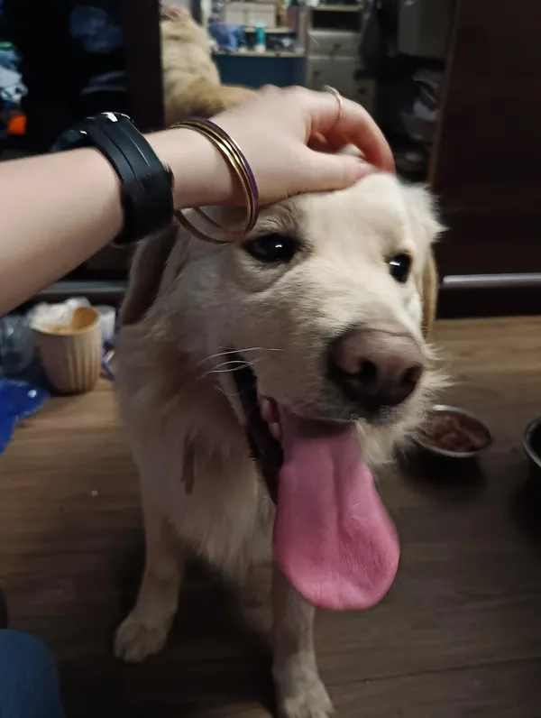 Znaleziono psa, Głowno, 6 kwietnia 2026 (3/3)