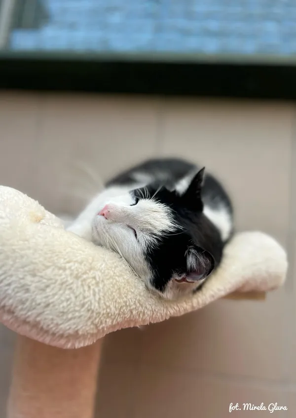 Kot do adopcji, Bydgoszcz, 6 kwietnia 2026 (2/5)