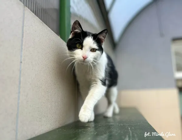 Kot do adopcji, Bydgoszcz, 6 kwietnia 2026 (3/5)