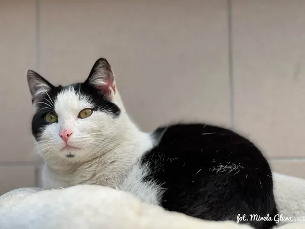 Kot do adopcji, Bydgoszcz, 6 kwietnia 2026 (4/5)