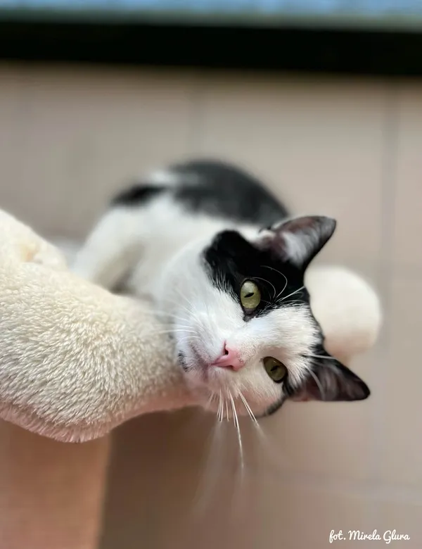 Kot do adopcji, Bydgoszcz, 6 kwietnia 2026 (5/5)