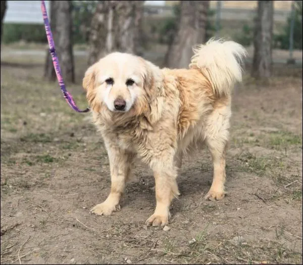 Znaleziono psa, Grudziądz, 25 stycznia 2026