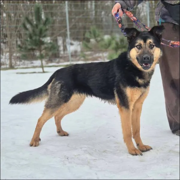 Znaleziono psa, Grudziądz, 7 stycznia 2026