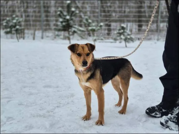 Znaleziono psa, Grudziądz, 19 stycznia 2026