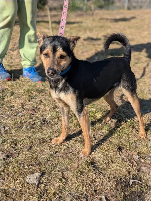 Znaleziono psa, Grudziądz, 8 lutego 2026