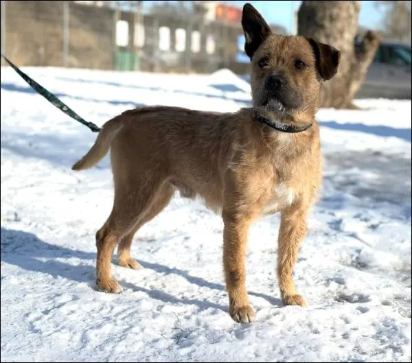 Znaleziono psa, Grudziądz, 19 stycznia 2026