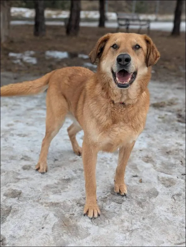 Znaleziono psa, Grudziądz, 7 stycznia 2026