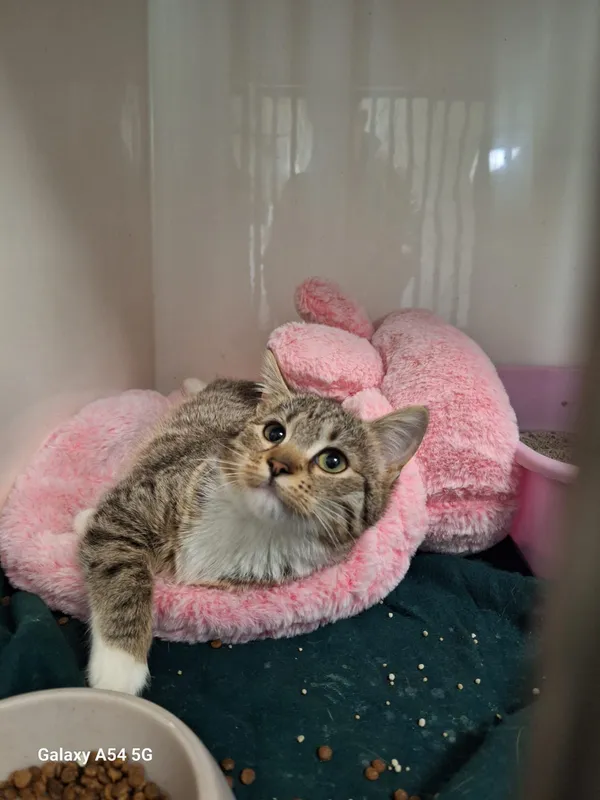 Kot do adopcji, Orzechowce, 4 kwietnia 2026 (1/2)