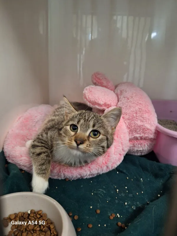 Kot do adopcji, Orzechowce, 4 kwietnia 2026 (2/2)