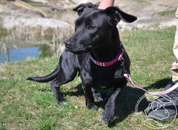 Pies do adopcji, Chełmek, 19 marca 2026