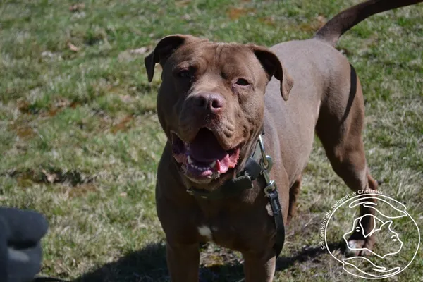 Pies do adopcji, Chełmek, 15 lutego 2026