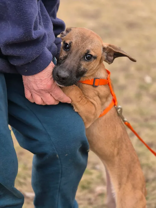 Oddam psa, Brwinów, 7 kwietnia 2026 (1/3)
