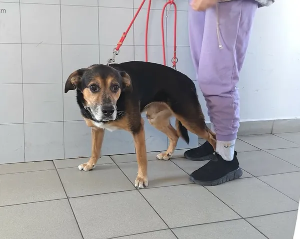 Znaleziono psa, Lublin, 7 kwietnia 2026